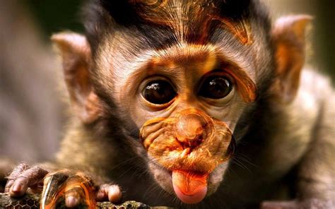 Our closest ancestors in the animal kingdom deserve respeck, and Unsplash's …. Funny monkey pictures